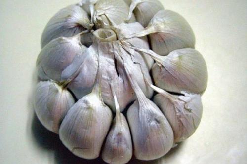 Лучшие сорта ярового чеснока в украине. 20 лучших сортов ярового чеснока: характеристики, свойства, методы