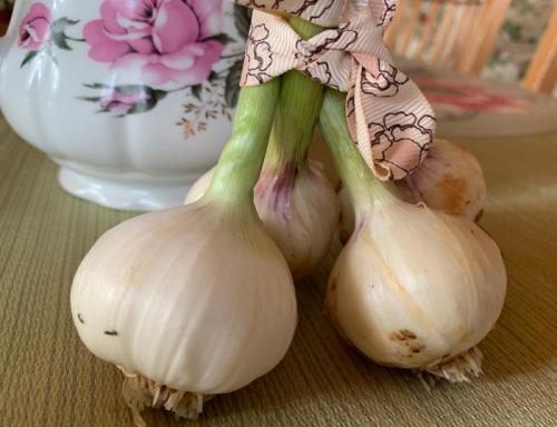 25 лучших сортов и разновидностей чеснока. Сорта чеснока — 45 сортов 2023 года