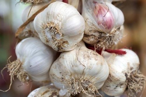 Лучшие сорта ярового чеснока в украине. 20 лучших сортов ярового чеснока: характеристики, свойства, методы