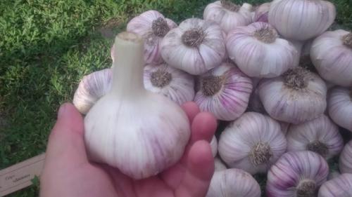 25 лучших сортов и разновидностей чеснока. Сорта чеснока — 45 сортов 2023 года