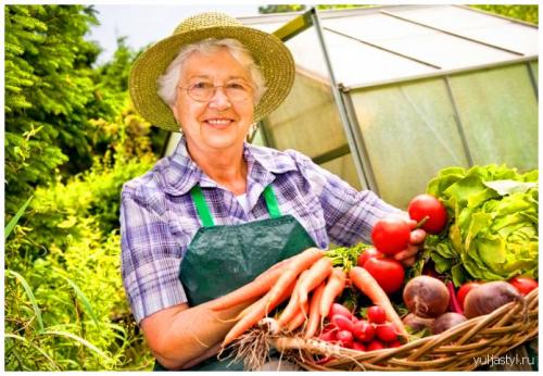 Лучшие сорта ярового чеснока в украине. 20 лучших сортов ярового чеснока: характеристики, свойства, методы