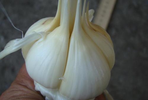 25 лучших сортов и разновидностей чеснока. Сорта чеснока — 45 сортов 2023 года