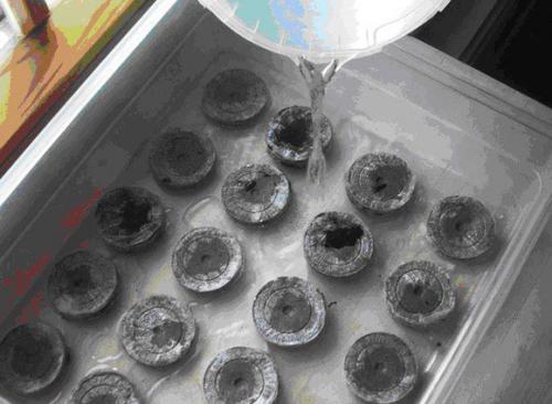 Как растёт в природе чёрный перец. «Правильная» рассада — начало хорошего урожая