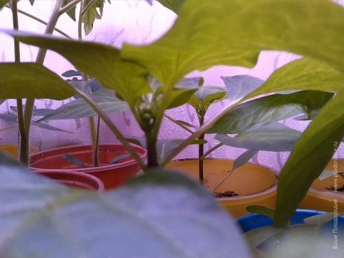 Как растёт в природе чёрный перец. «Правильная» рассада — начало хорошего урожая