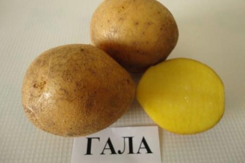 4 ранних сорта картошки. Ранние сорта картофеля для средней полосы России