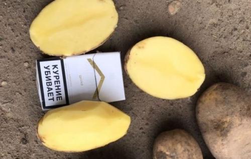 4 ранних сорта картошки. Ранние сорта картофеля для средней полосы России