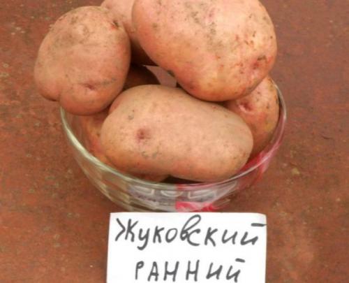 4 ранних сорта картошки. Ранние сорта картофеля для средней полосы России