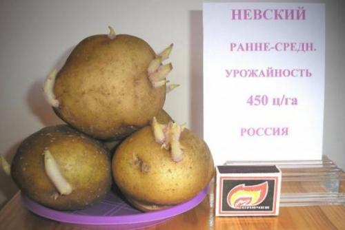 4 ранних сорта картошки. Ранние сорта картофеля для средней полосы России