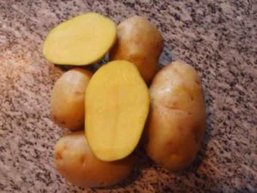 Ранние урожайнее сорта картофеля. Самые ранние сорта