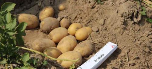 Ранний картофель сорта. Жуковский ранний