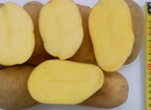 Лучшие сорта картофеля самые вкусные и урожайные. Самые вкусные сорта картофеля