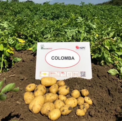 10 лучших сортов картофеля за 2022 год. Урожайные сорта картофеля 2022 — описание с фото