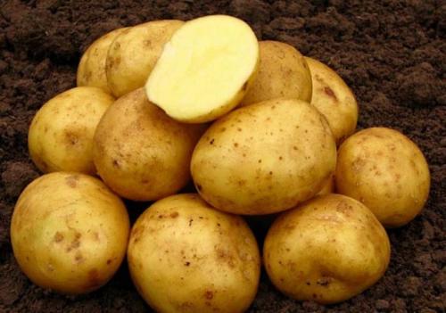 10 лучших сортов картофеля за 2022 год. Урожайные сорта картофеля 2022 — описание с фото