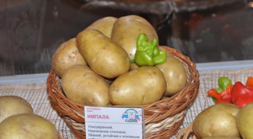 Лучшие ранние рассыпчатые сорта картофеля с белой мякотью. ТОП-10 самых рассыпчатых сортов картофеля 04 Лучшие ранние рассыпчатые сорта картофеля с белой мякотью. ТОП-10 самых рассыпчатых сортов картофеля 04