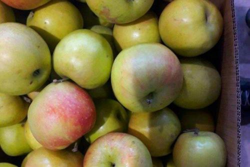 Сладкие летние сорта яблок для подмосковья. Лучшие сорта яблок для Подмосковья: фото, названия и описания (каталог)