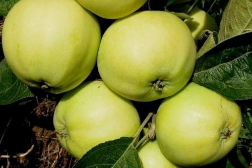 Самые вкусные летние сорта яблок. Летние сорта