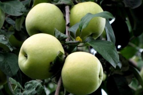 Самые вкусные летние сорта яблок. Летние сорта