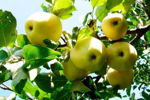 Сладкие летние сорта яблок для подмосковья. Лучшие сорта яблок для Подмосковья: фото, названия и описания (каталог)