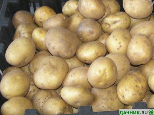 18 лучших ранних сортов картофеля. Популярные виды ультрараннего созревания