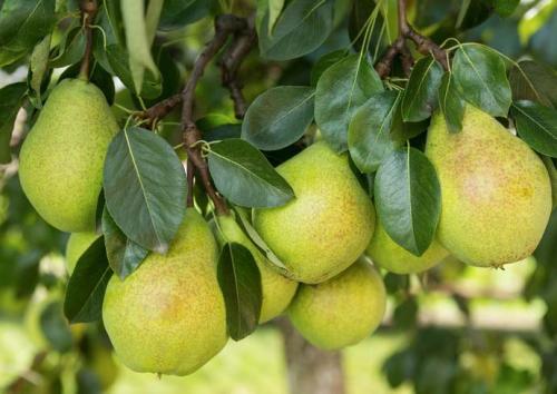 Груша ранние сорта. Летние сорта груш 06 Груша ранние сорта. Летние сорта груш 06