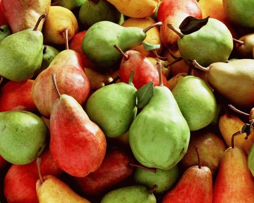 Груша ранние сорта краснодарский край. Лучшие сорта груш для Краснодарского края: уход, достоинства и недостатки