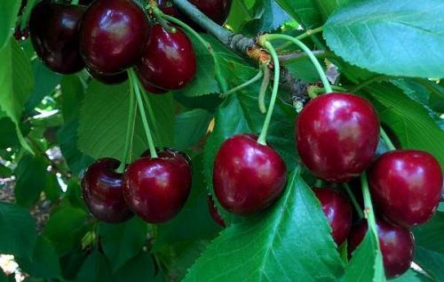 Черешня дерево высота. Сорта