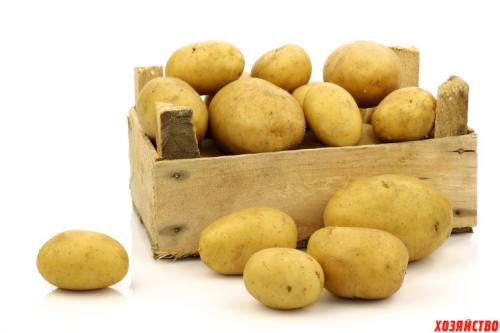 Сорта картофеля с хорошей лежкостью. Самые лежкие сорта картошки