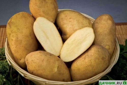 Самый ранний сорт картофеля. Самые лучшие ранние сорта картофеля в 2022 году