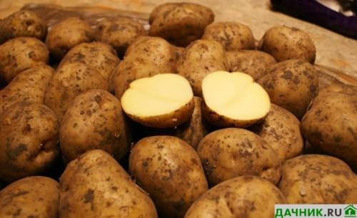Самый ранний сорт картофеля. Самые лучшие ранние сорта картофеля в 2022 году