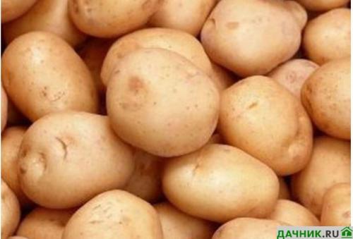 Самый ранний сорт картофеля. Самые лучшие ранние сорта картофеля в 2022 году
