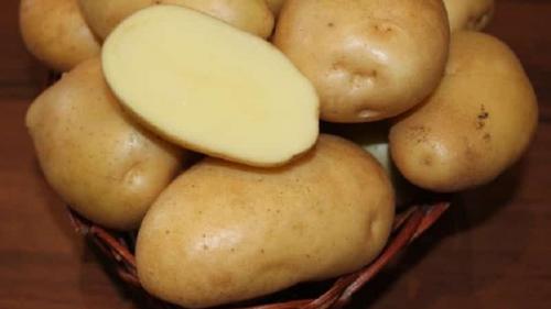 Самый крупный сорт картофеля. Самые крупные сорта картофеля