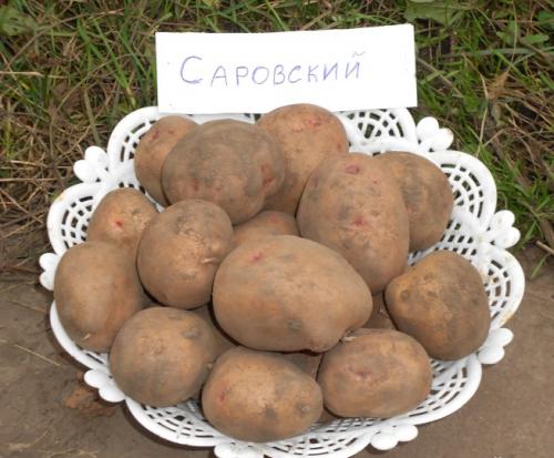Урожайные сорта картофеля 2022.. Самые лучшие сорта картофеля 2022 года