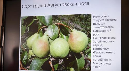 Сорта груши устойчивые к ржавчине и парше. Меры борьбы с ржавчиной на груше 01