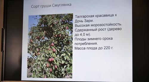 Сорта груши устойчивые к ржавчине и парше. Меры борьбы с ржавчиной на груше 03