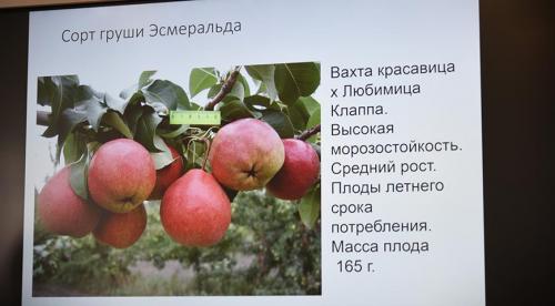 Сорта груши устойчивые к ржавчине и парше. Меры борьбы с ржавчиной на груше 04