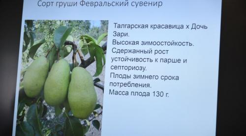 Сорта груши устойчивые к ржавчине и парше. Меры борьбы с ржавчиной на груше 02