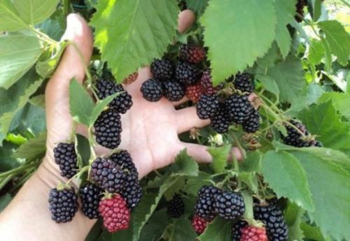 Ежевика садовая неколючая. Куманика или росяника: виды ягодного кустарника