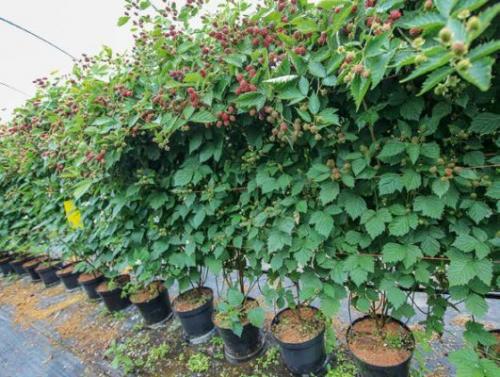 Ежевика садовая неколючая. Куманика или росяника: виды ягодного кустарника