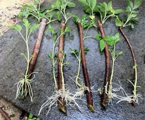 Ежевика место посадки. Ежевика – описание, посадка, уход, сорта