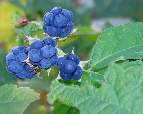 Ежевика садовая неколючая. Куманика или росяника: виды ягодного кустарника