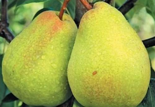 Летние сорта груши для средней полосы. Летние сорта груши