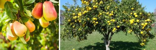 Уход за грушей летом. ЧЕМ ПОЛЕЗНА ГРУША