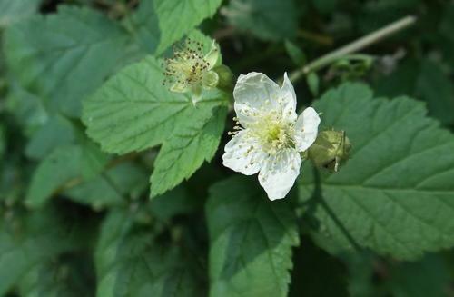 Совместимость ежевики. Совместимость малины и ежевики