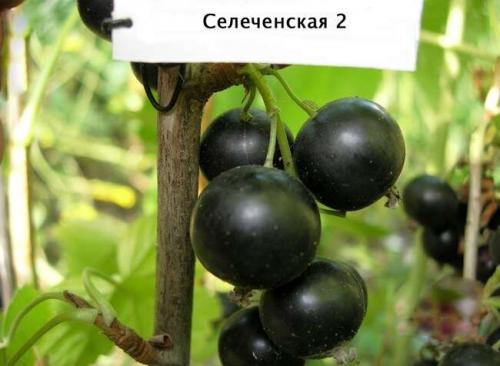 Какая черная смородина самая сладкая и крупная. Сорта чёрной смородины с крупными ягодами