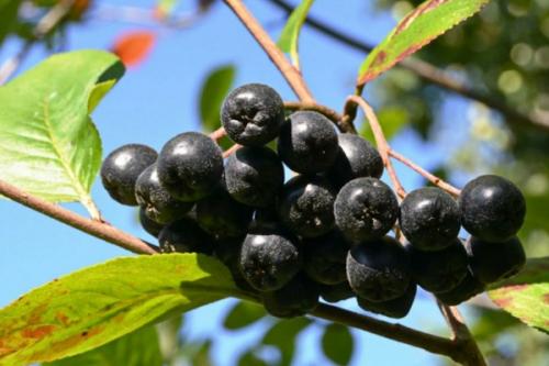 Совместимость ежевики и смородины. Соседи смородины на участке, что можно и нельзя сажать рядом