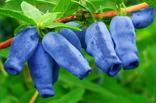 Совместимость ежевики и смородины. Соседи смородины на участке, что можно и нельзя сажать рядом