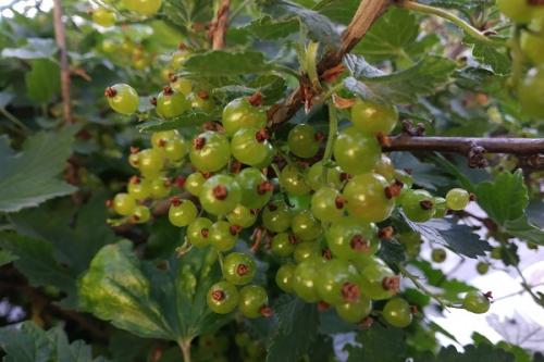 Совместимость ежевики и смородины. Соседи смородины на участке, что можно и нельзя сажать рядом