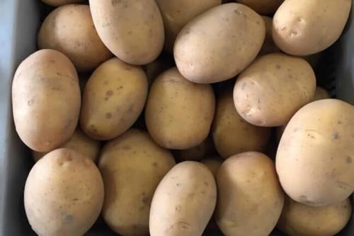 Картофель итальянка. Самые урожайные сорта картофеля