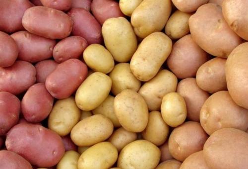 Элитные сорта картофеля. Самые хорошие сорта картофеля