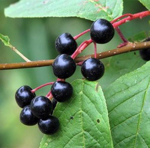 Цветы черемухи польза и вред. Свойства черемухи – польза и вред для организма